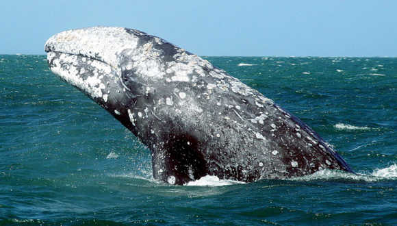 дивовижні факти про китів